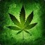 CANNABIS