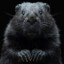 ♂BLACK BOBER♂