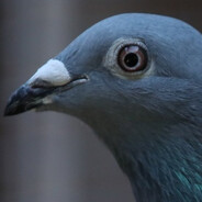 ☣ Race Pıegon ♞