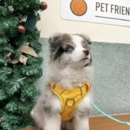 元气少女猪刚鬣