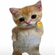 El Gatooo