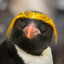 Mac. Penguin
