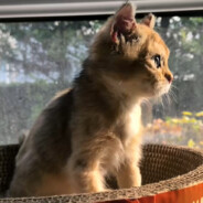 咬着棒棒糖闯天下