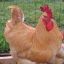 MotherHen
