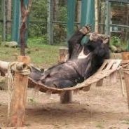 Chillingbear