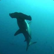 Hammerhead