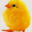 Super Baby Chick