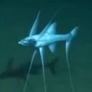 tripod fish avatar