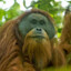 orangutan