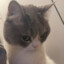 meow؟