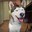 Siberian Husky