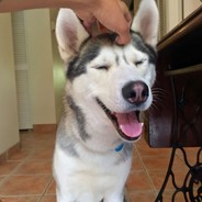Siberian Husky