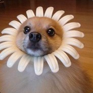 I'M A REAL FLOWER