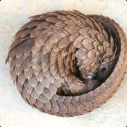 Pangolin - steam id 76561197963150230