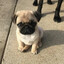 pug