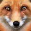 Red Fox