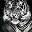 xxx Tiger xxx