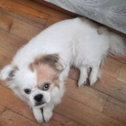 阿乔【善有善报】