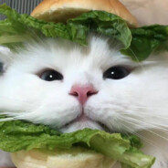 我今天和你们拼了