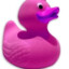 magenta pink duck