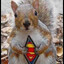 ardilla superman