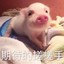 会飞的Pig