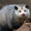 Exquisite Possum