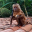 Macaco do sertao