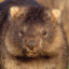 shadowombat