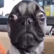 titoim-