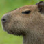 CapyBara