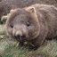 majestic wombat