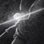 Elohim