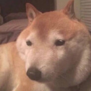 华子siao大佐八嘎