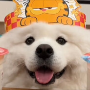 摆烂大王阳兔兔