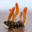 Cordyceps