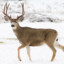 north american mule deer