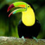 toucan