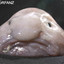 [MK] Dick Nosed Fish