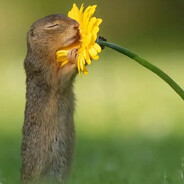 Шалфей травы ЕКБ