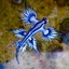 blue angel sea slug