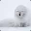 Arctic Fox