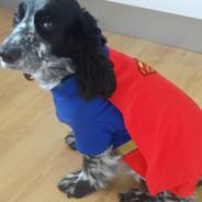 SuperDog
