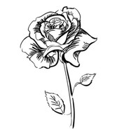 Wild rose - steam id 76561199523801451