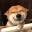 Shiba Inu