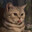 PawDiPay