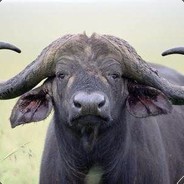 非洲草原上的牛