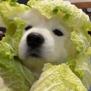 老公骂我