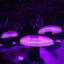 DarkXylos