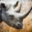 Rhinoceros